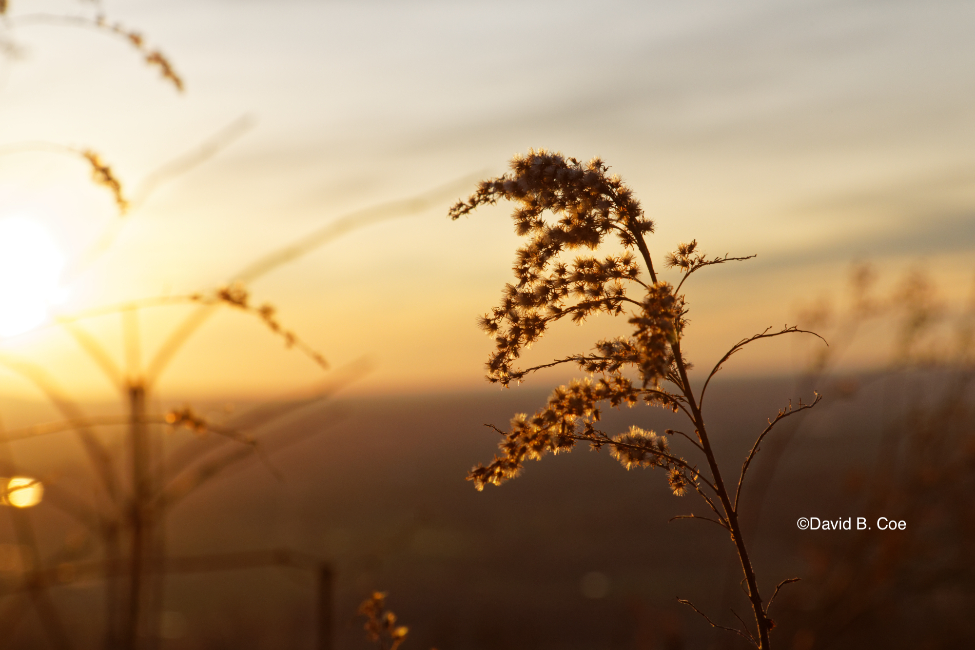 Golden Light and Grasses, by David B. Coe