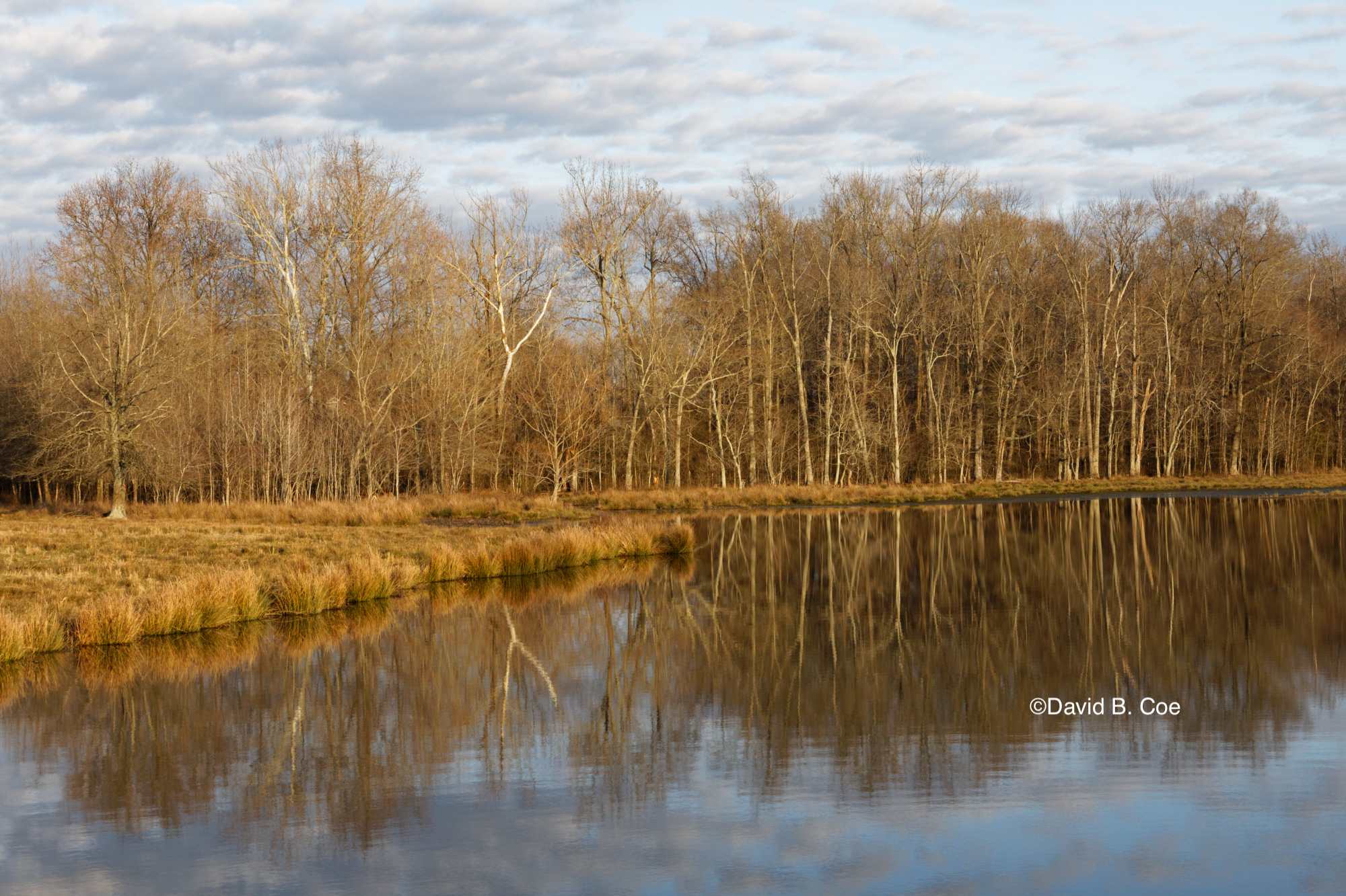 Farm Pond Reflection, by David B. Coe