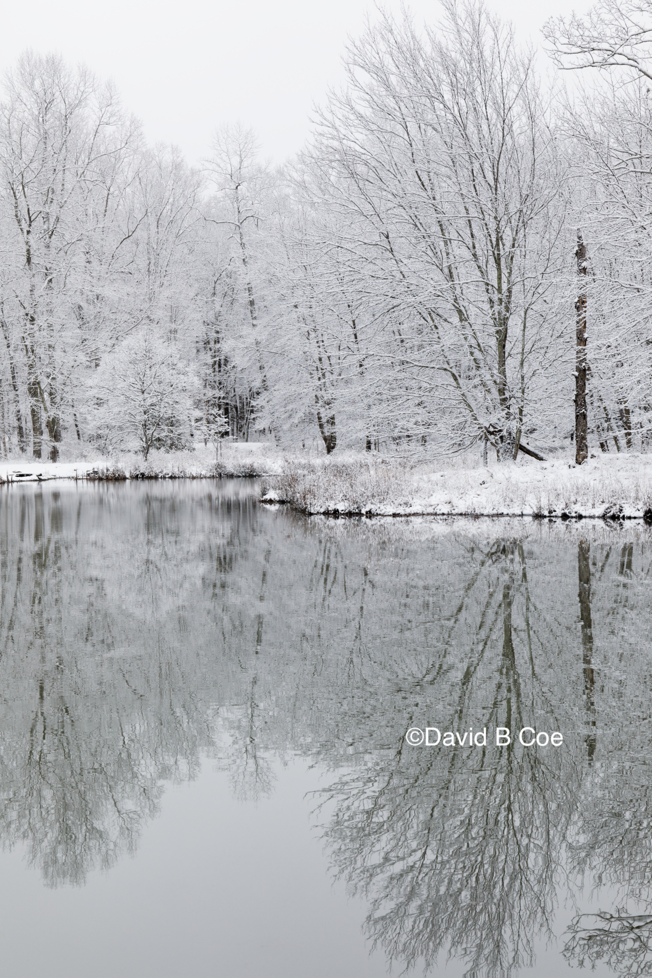 Pond in Snow II, by David B. Coe