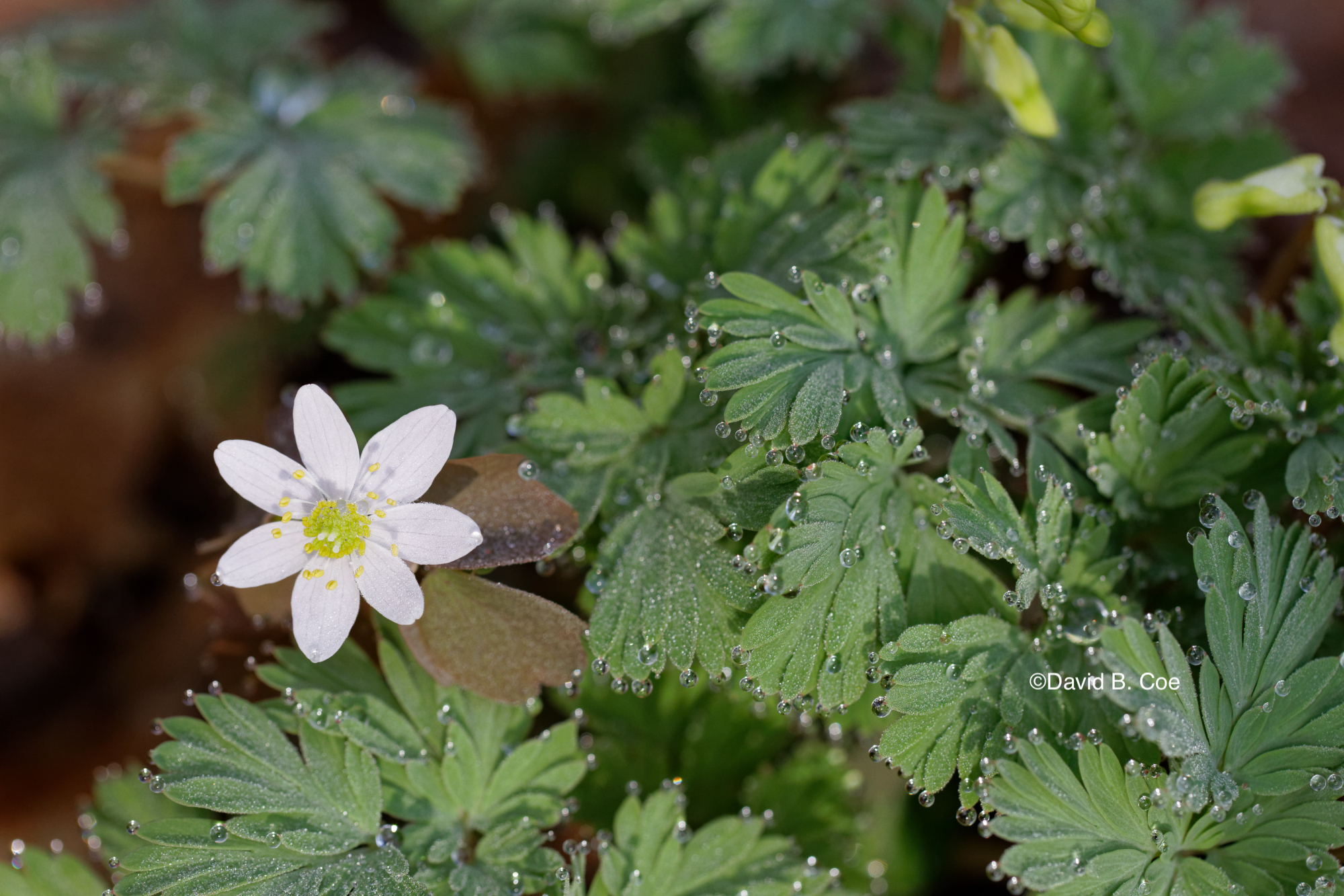 Raindrops on Rue Anenome and Dutchman's Breeches, by David B. Coe