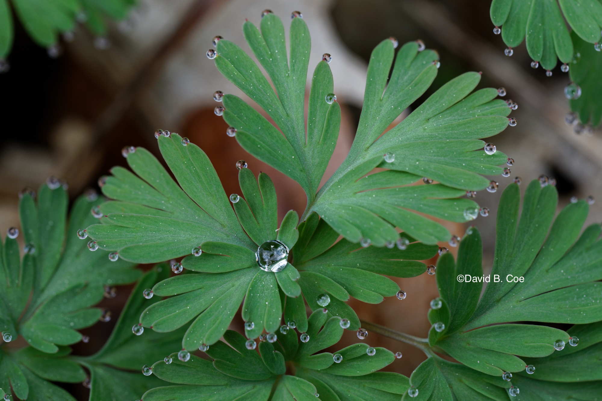 Dutchman's Breeches Greens and Raindrops, by David B. Coe