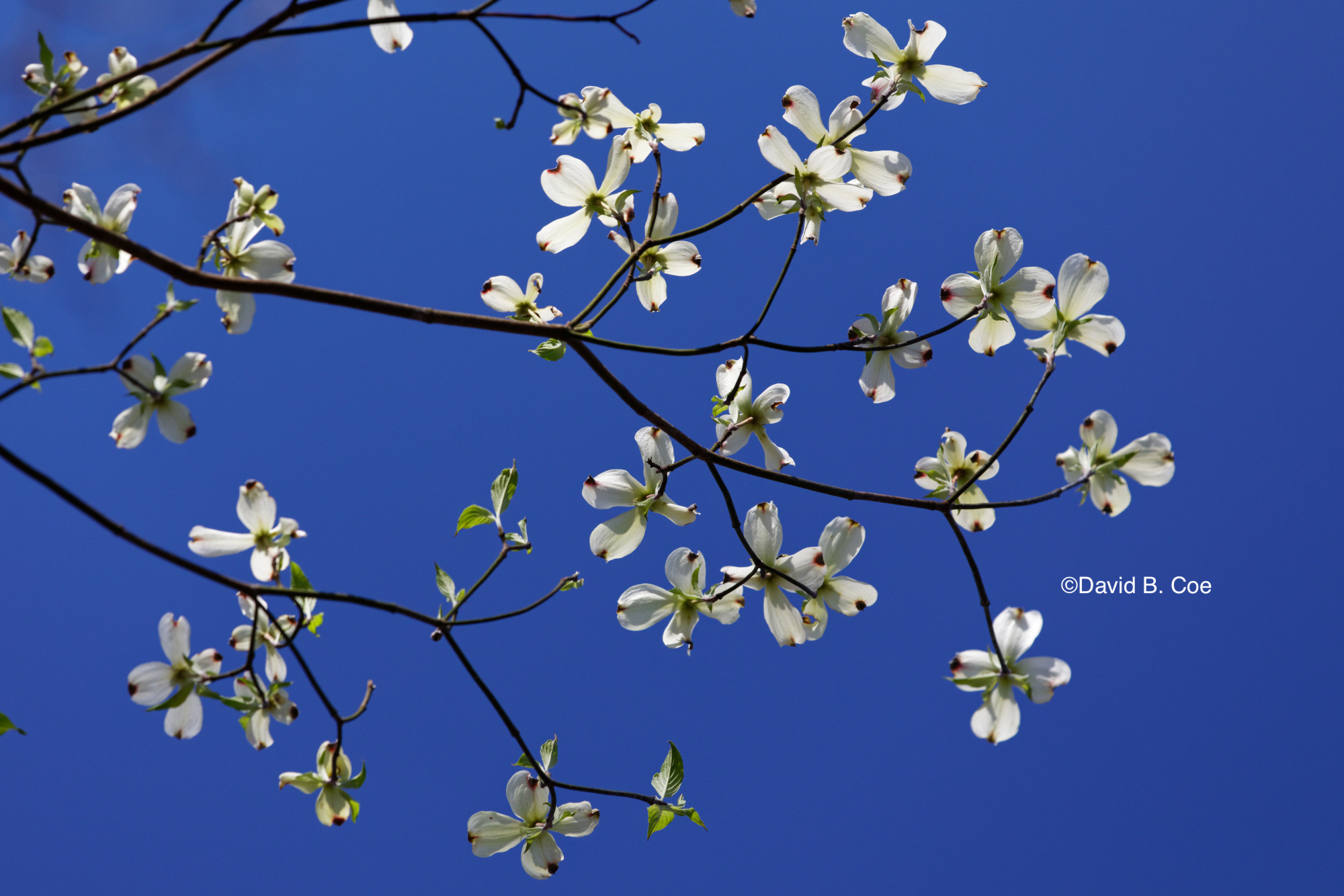 White Dogwood on Blue, by David B. Coe