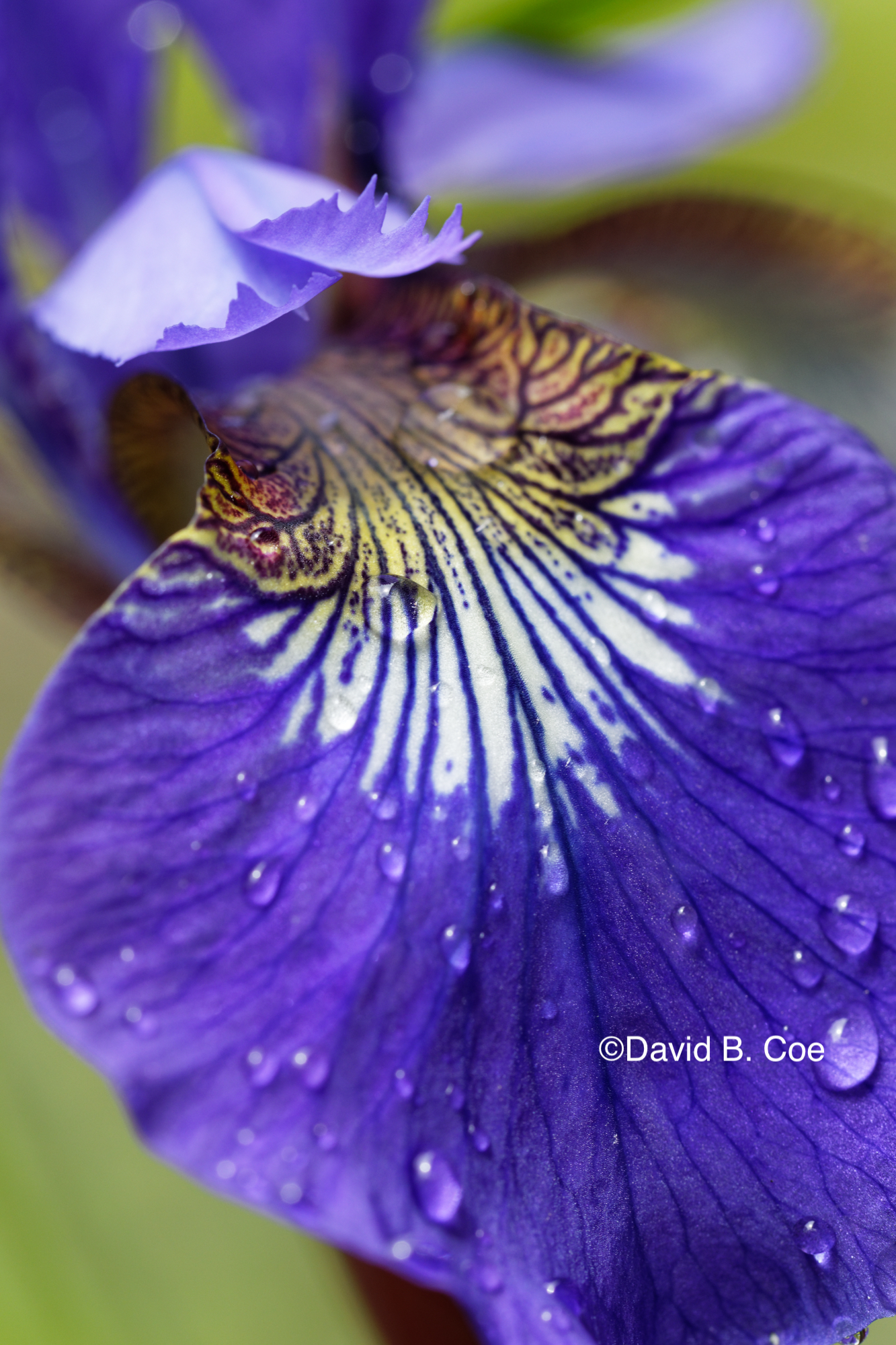 Japanese Iris III, by David B. Coe