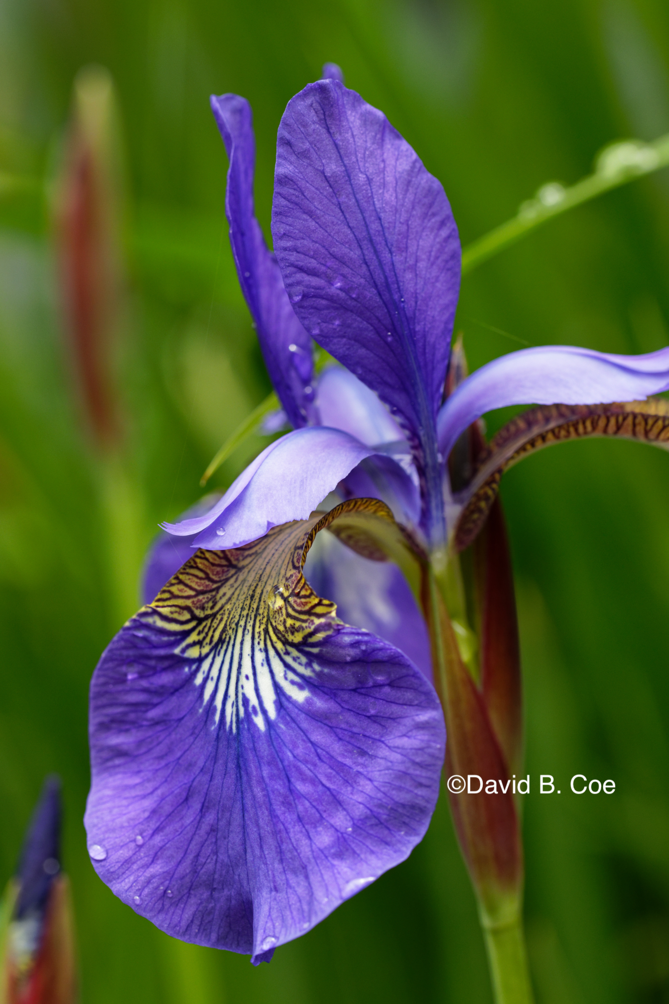 Japanese Iris II, by David B. Coe