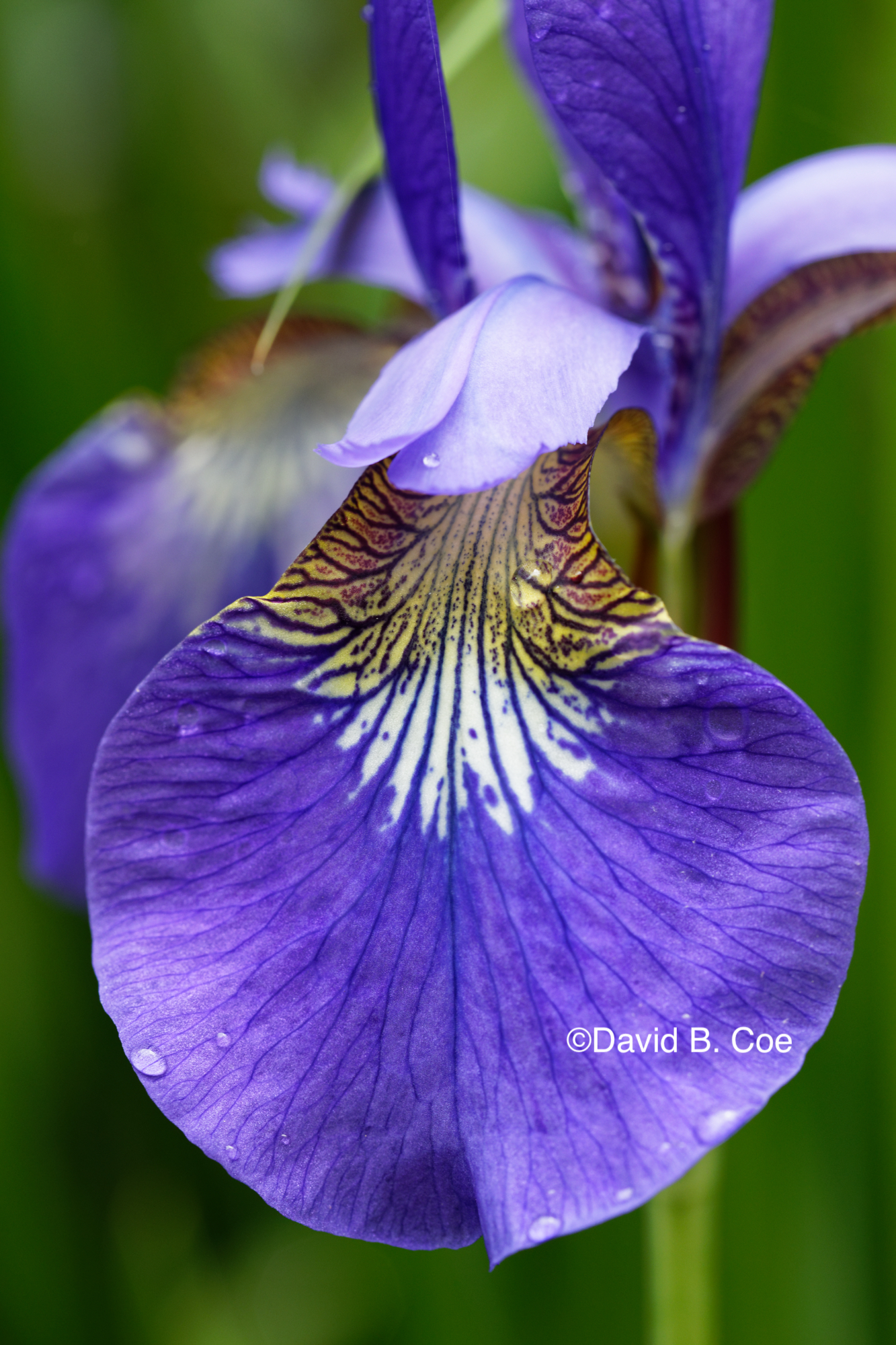 Japanese Iris I, by David B. Coe