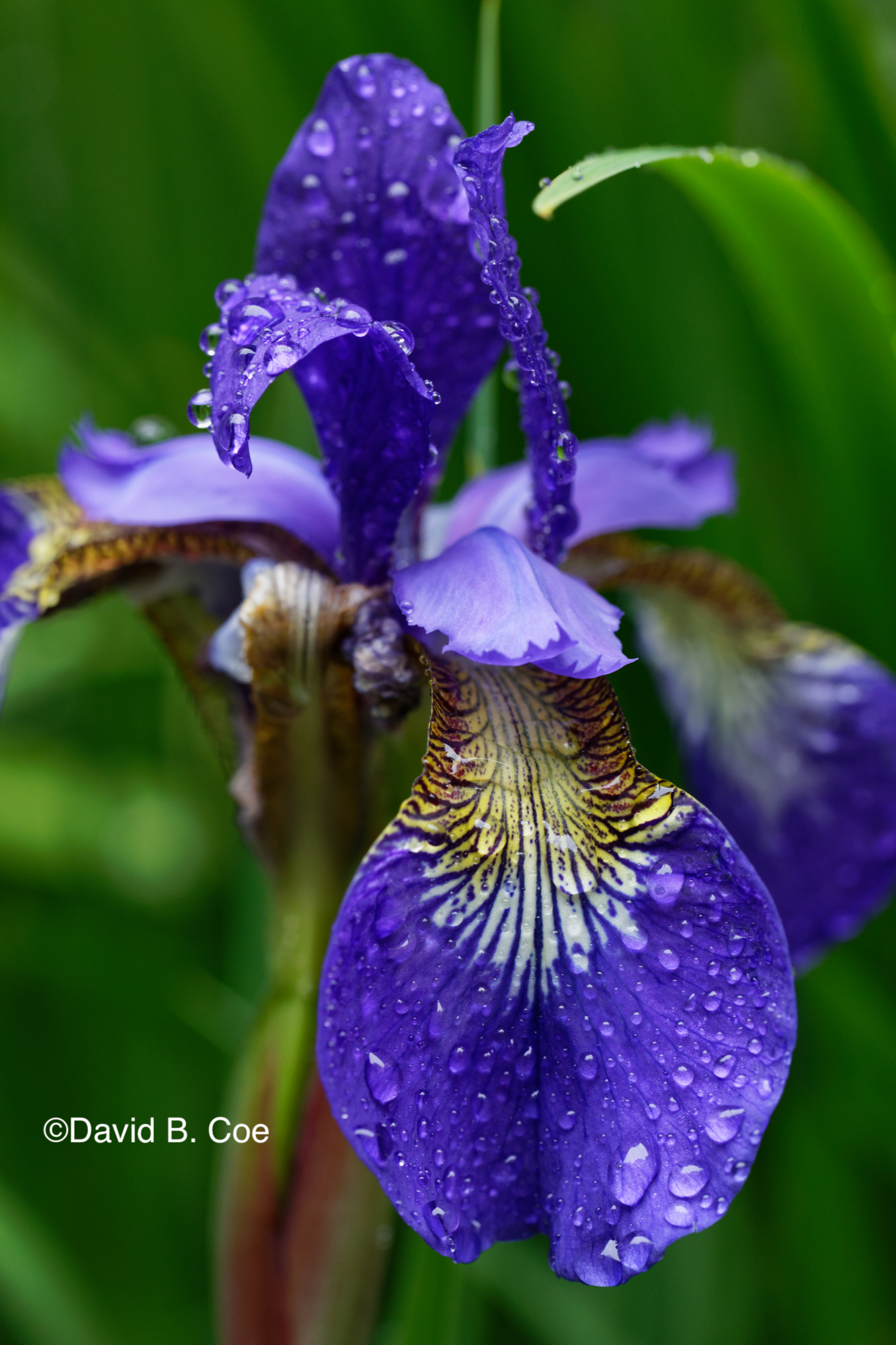 Japanese Iris IV, by David B. Coe