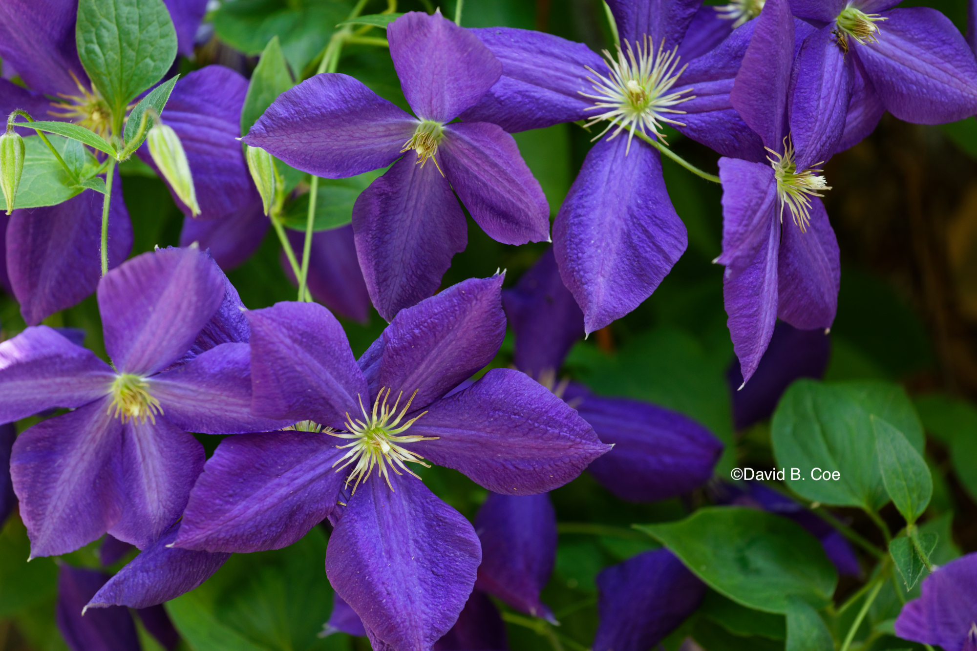 Clematis Blooms, by David B. Coe