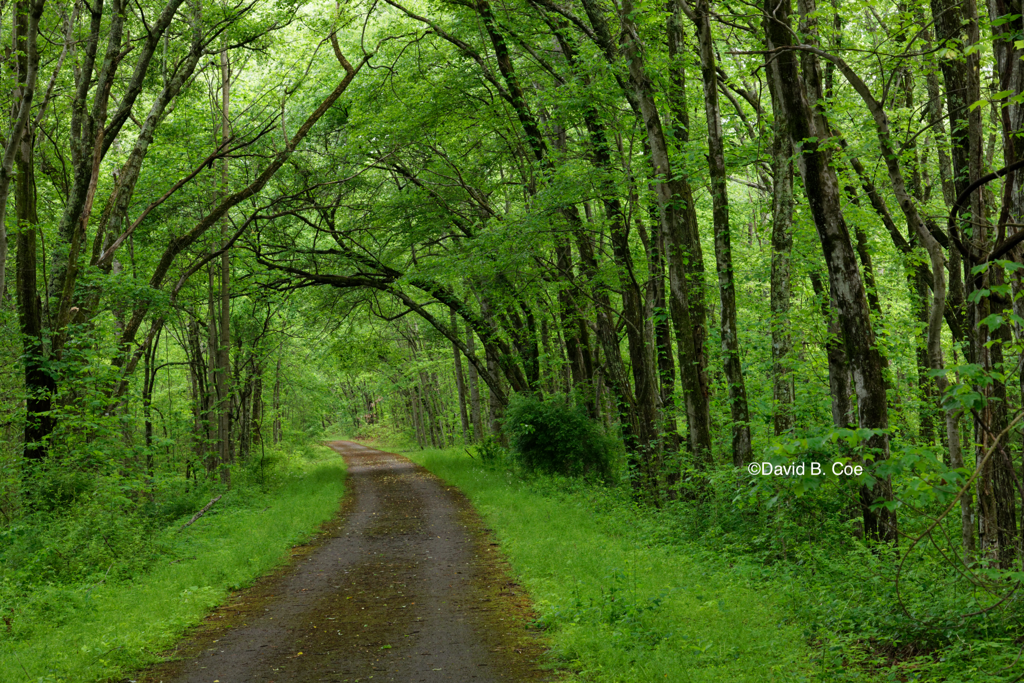 Mountain Goat Trail, Summer, by David B. Coe