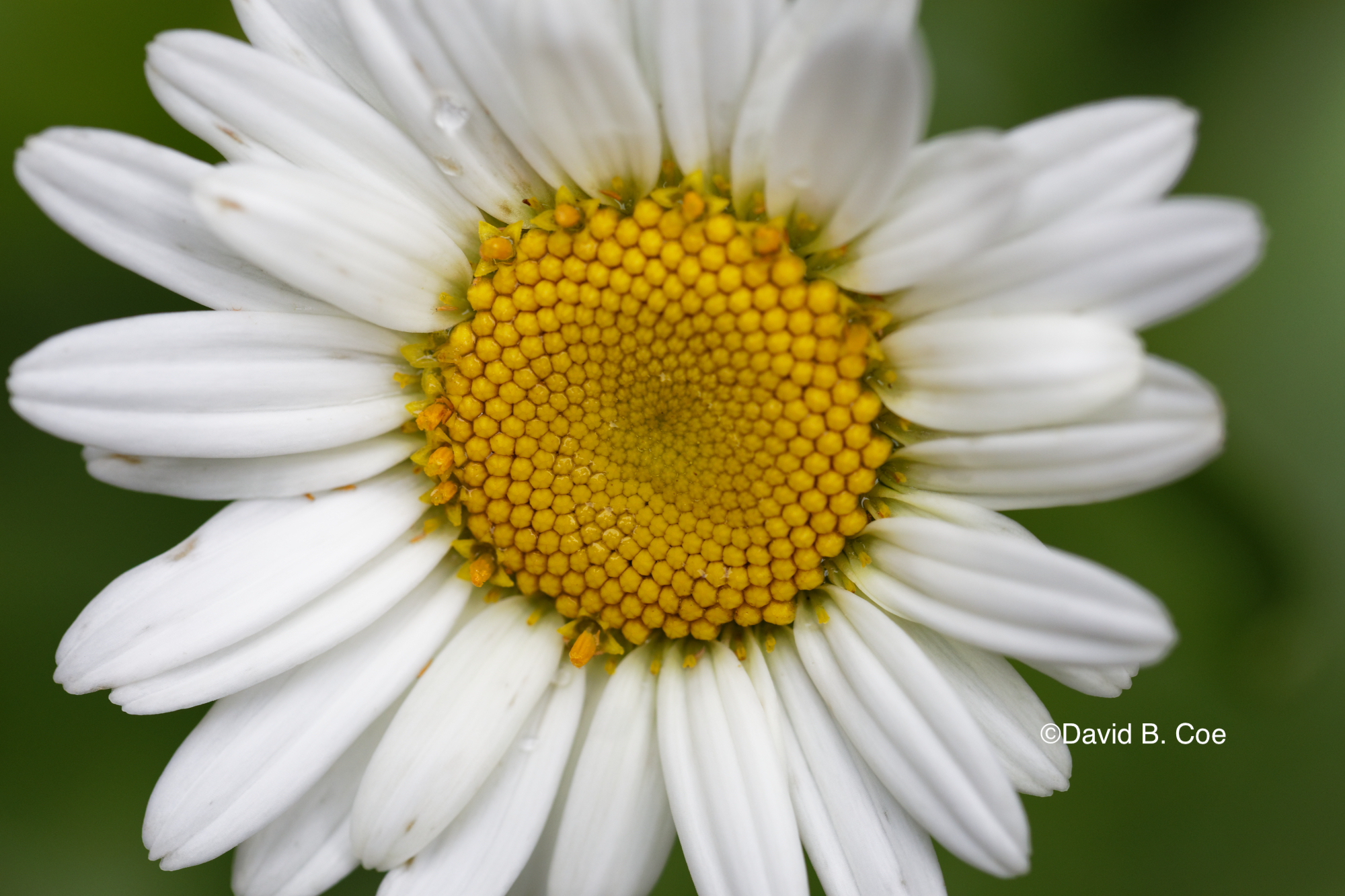 Daisy After Rain, by David B. Coe