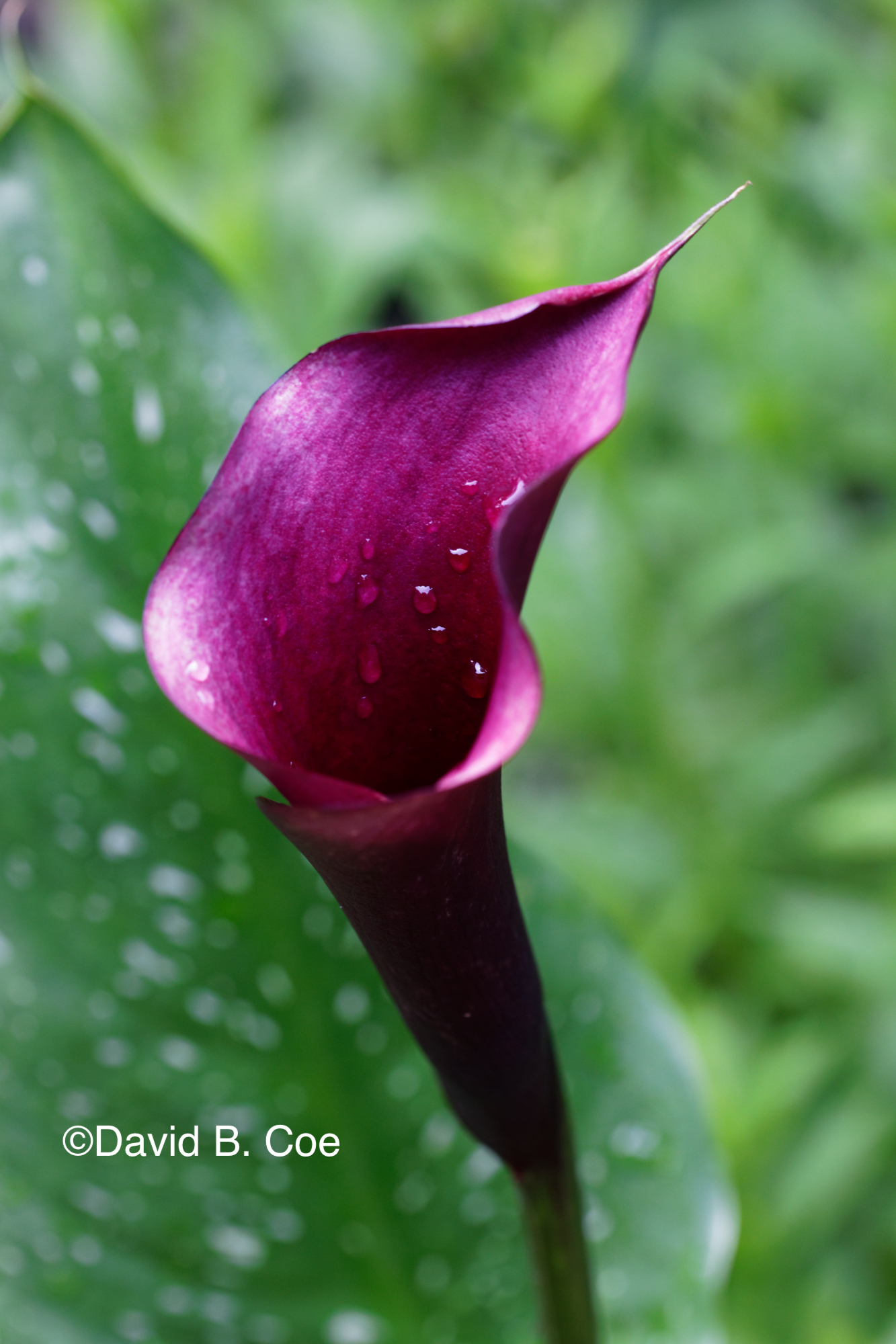 Calla Lily, by David B. Coe