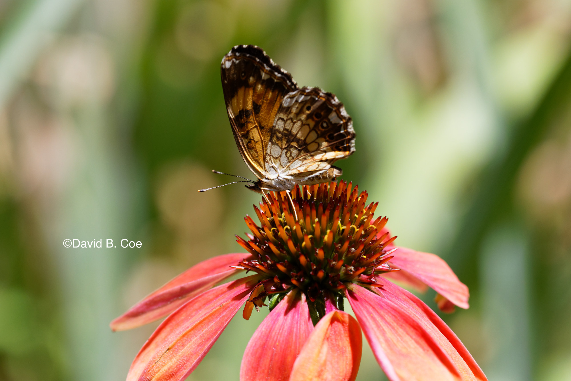 Silvery Checkerspot II, by David B. Coe