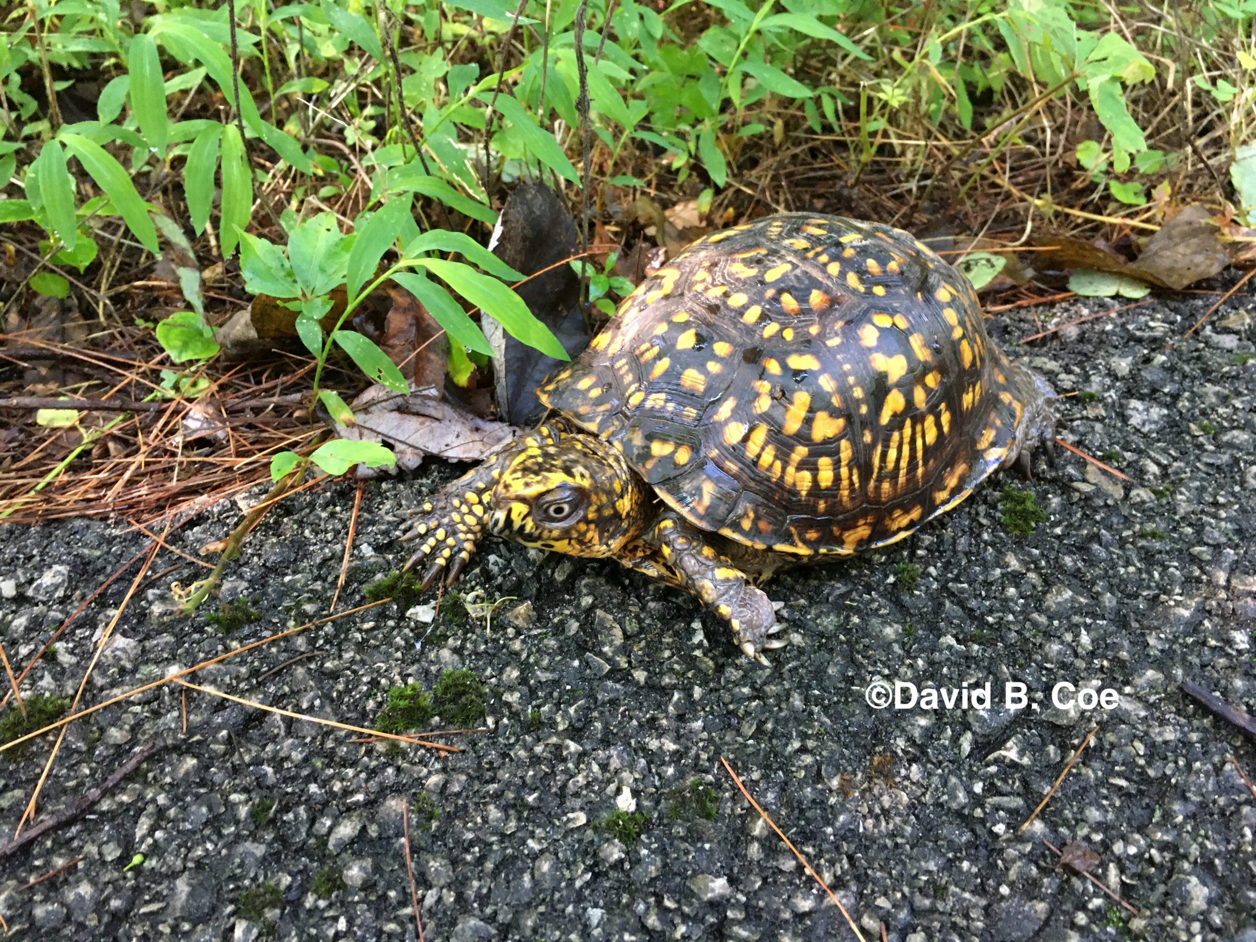 Box Turtle II, by David B. Coe