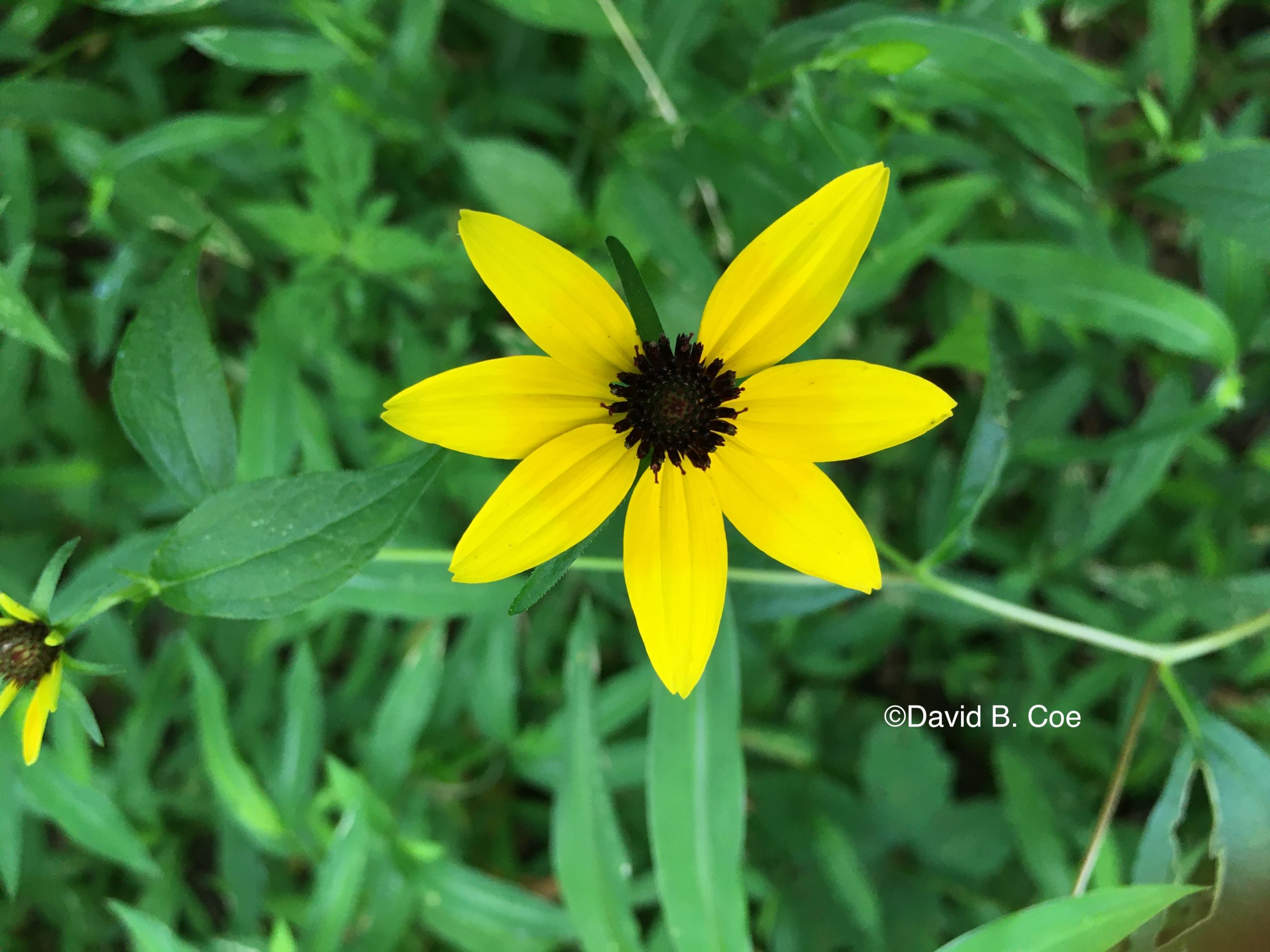 Thinleaf Coneflower, by David B. Coe