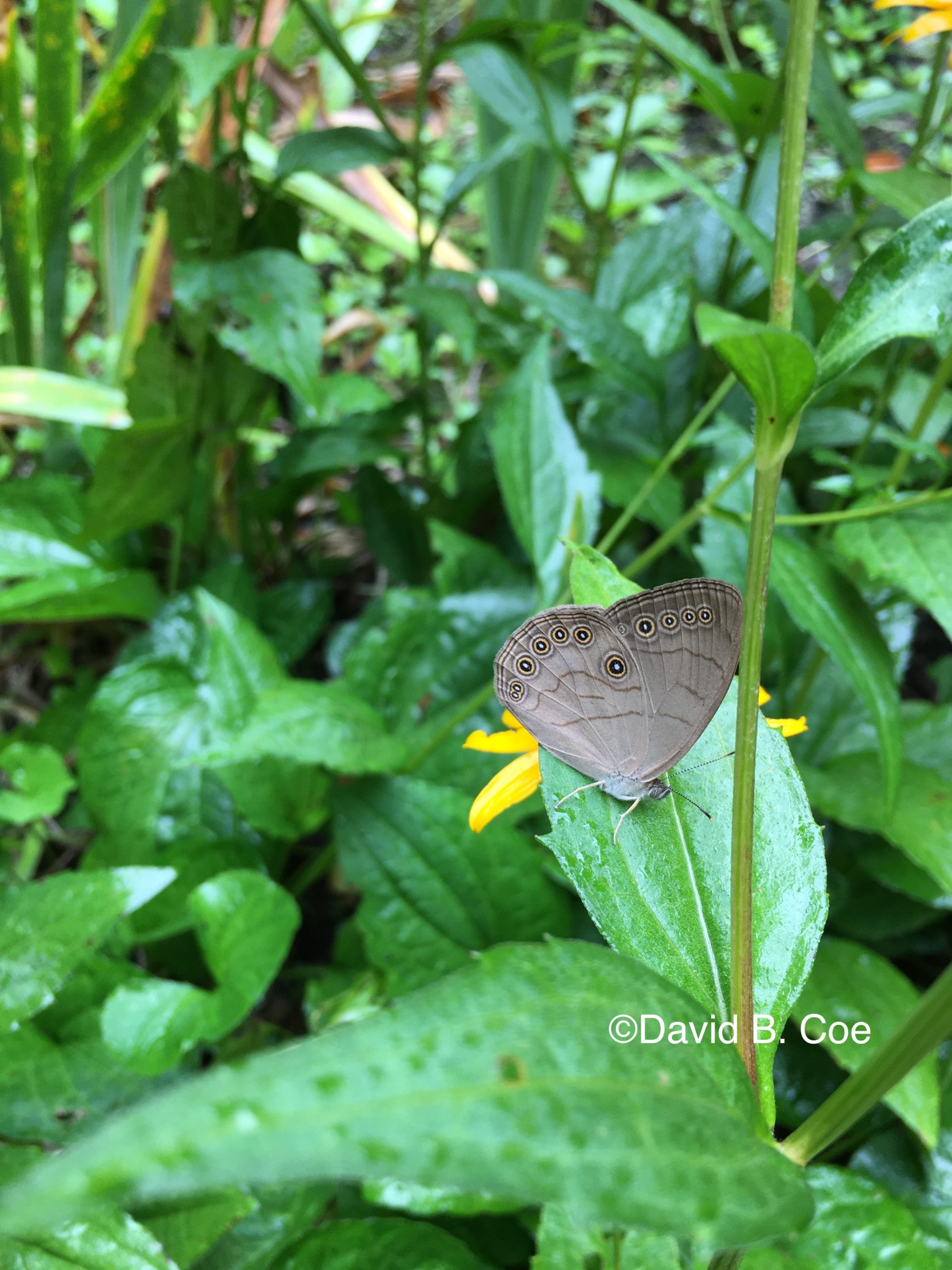 Appalachian Brown, by David B. Coe