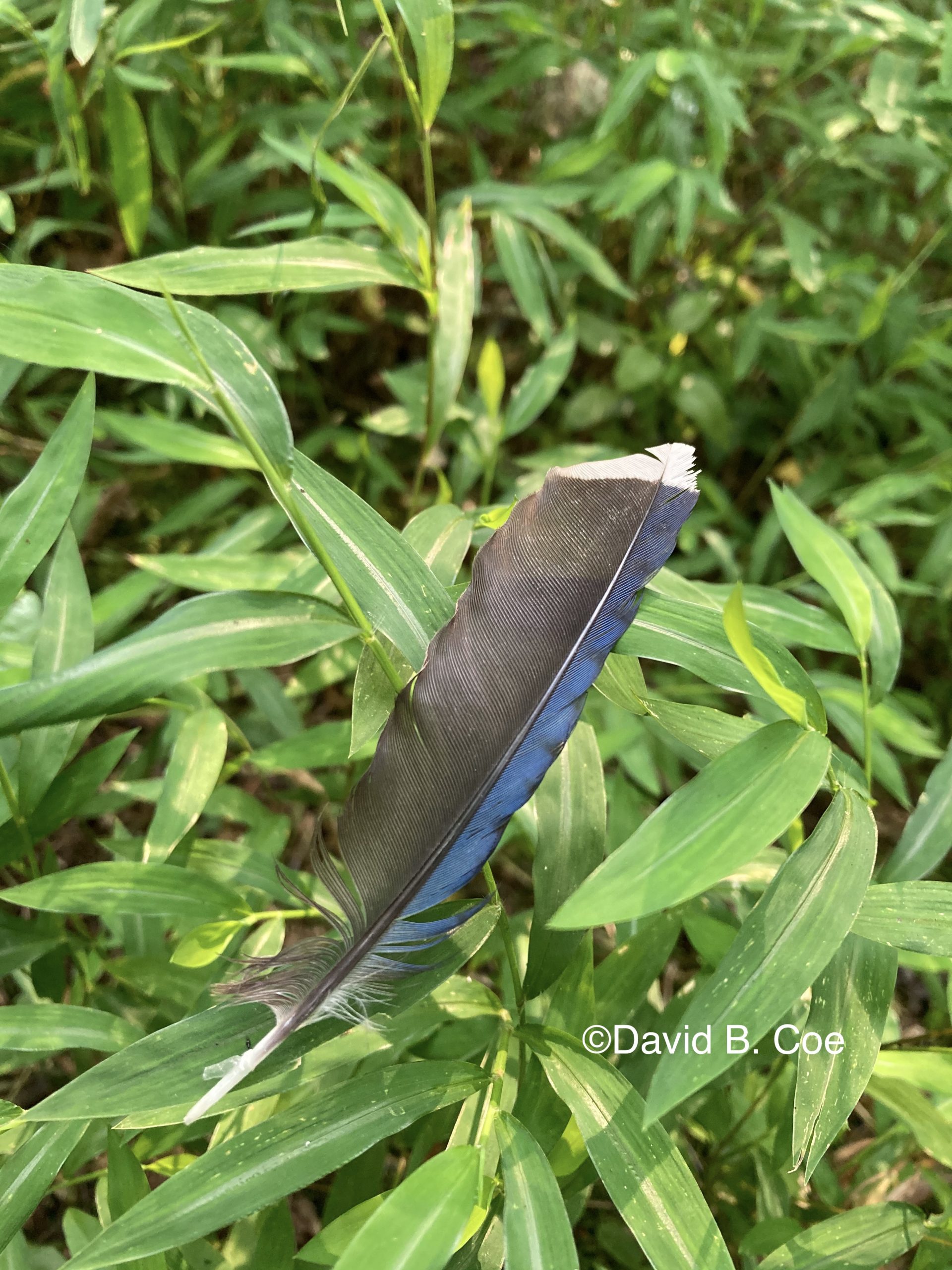 Blue Jay Feather, by David B. Coe