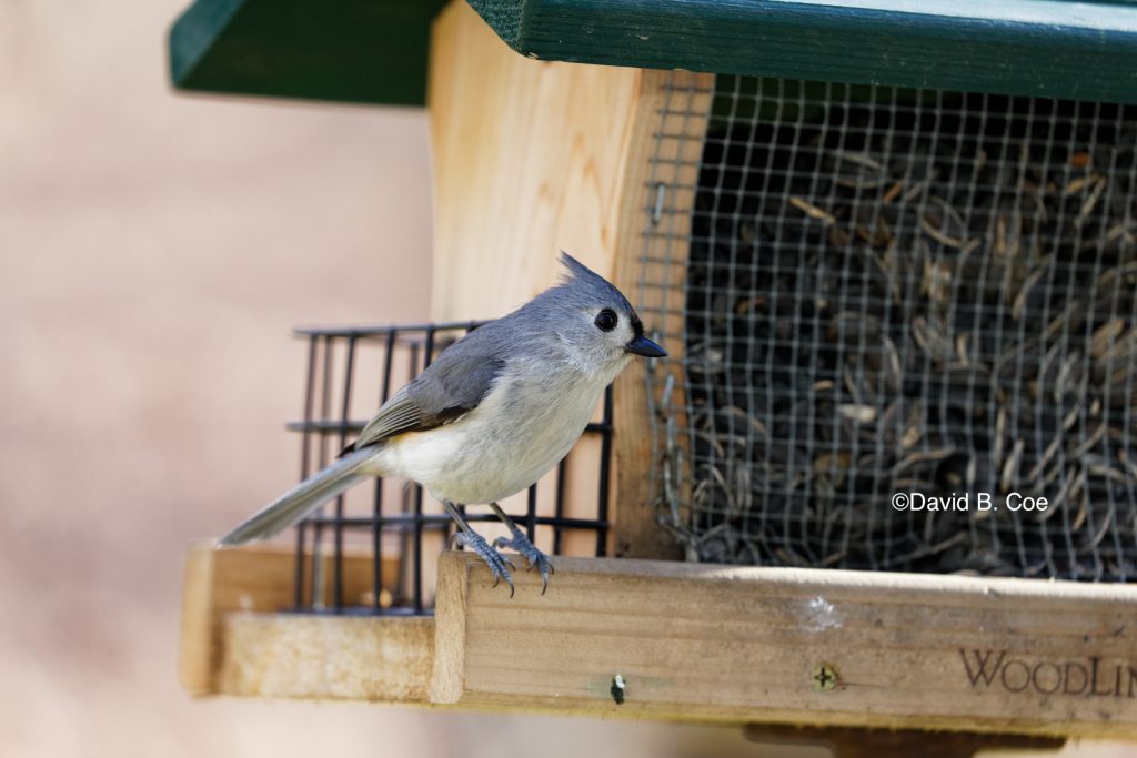 Titmouse on Feeder, by David B. Coe