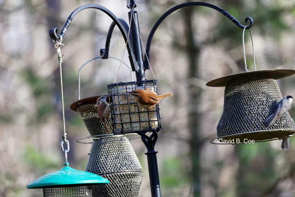 Wrens and Feeders, by David B. Coe