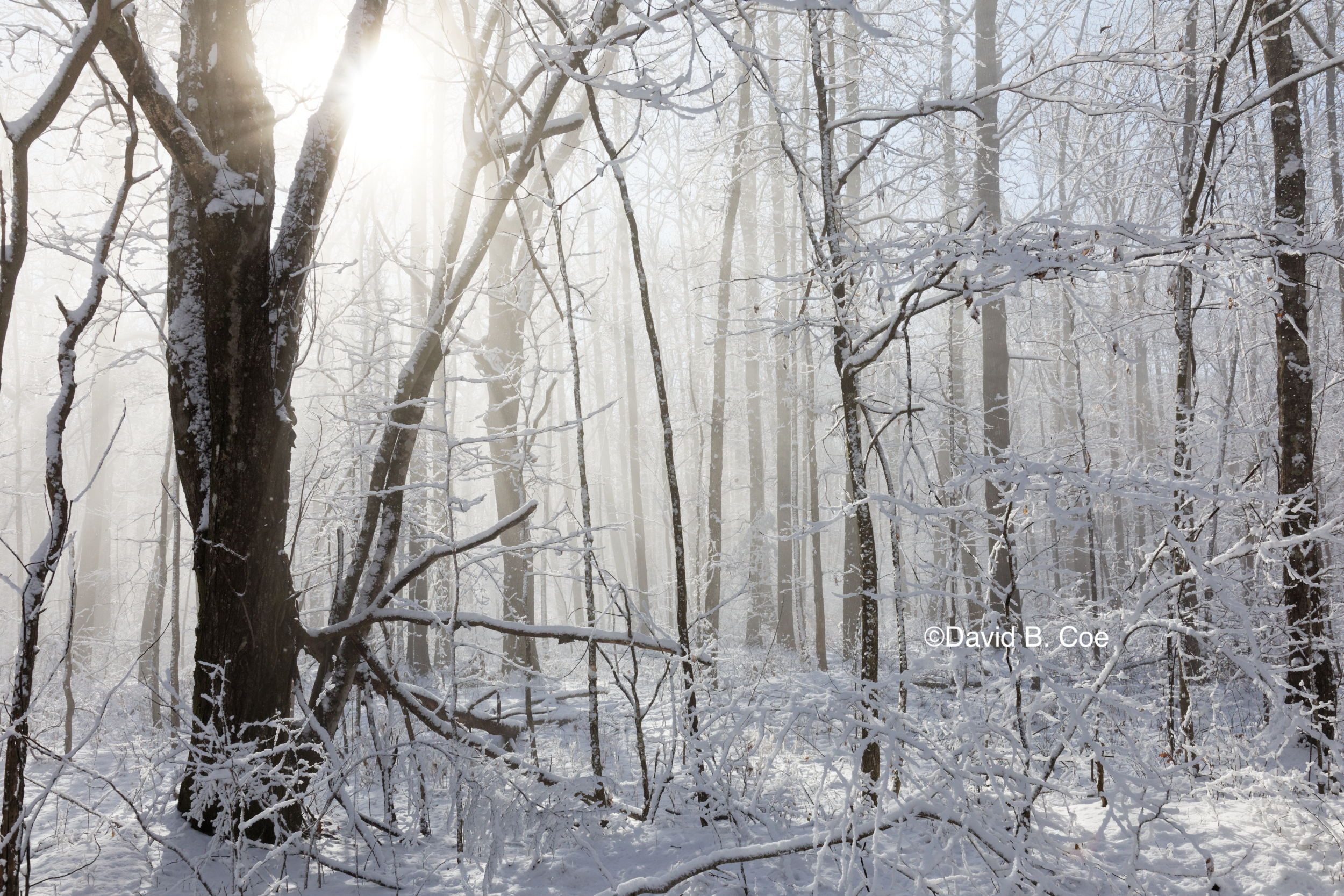Snow and Mist I, by David B. Coe