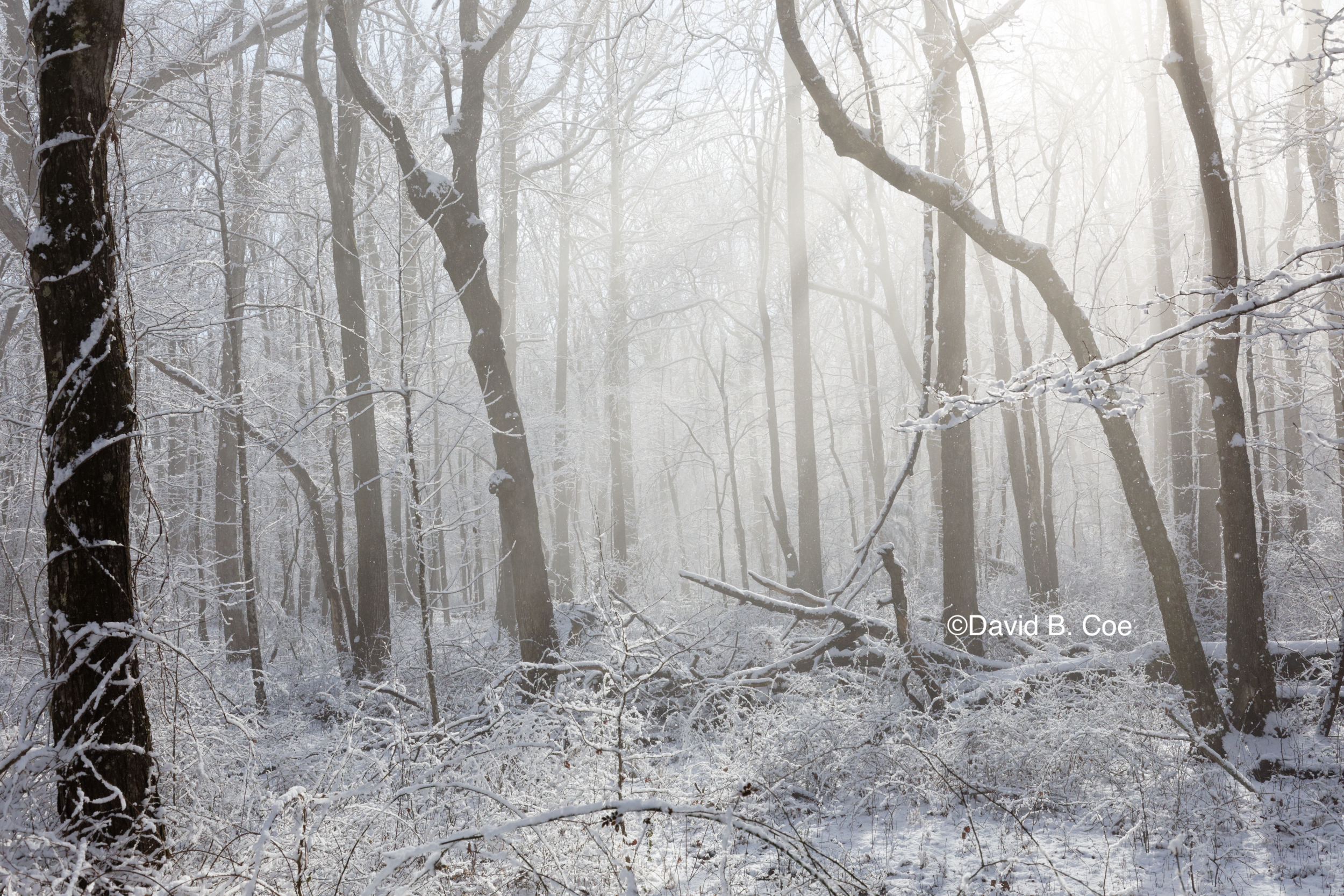 Snow and Mist II, by David B. Coe