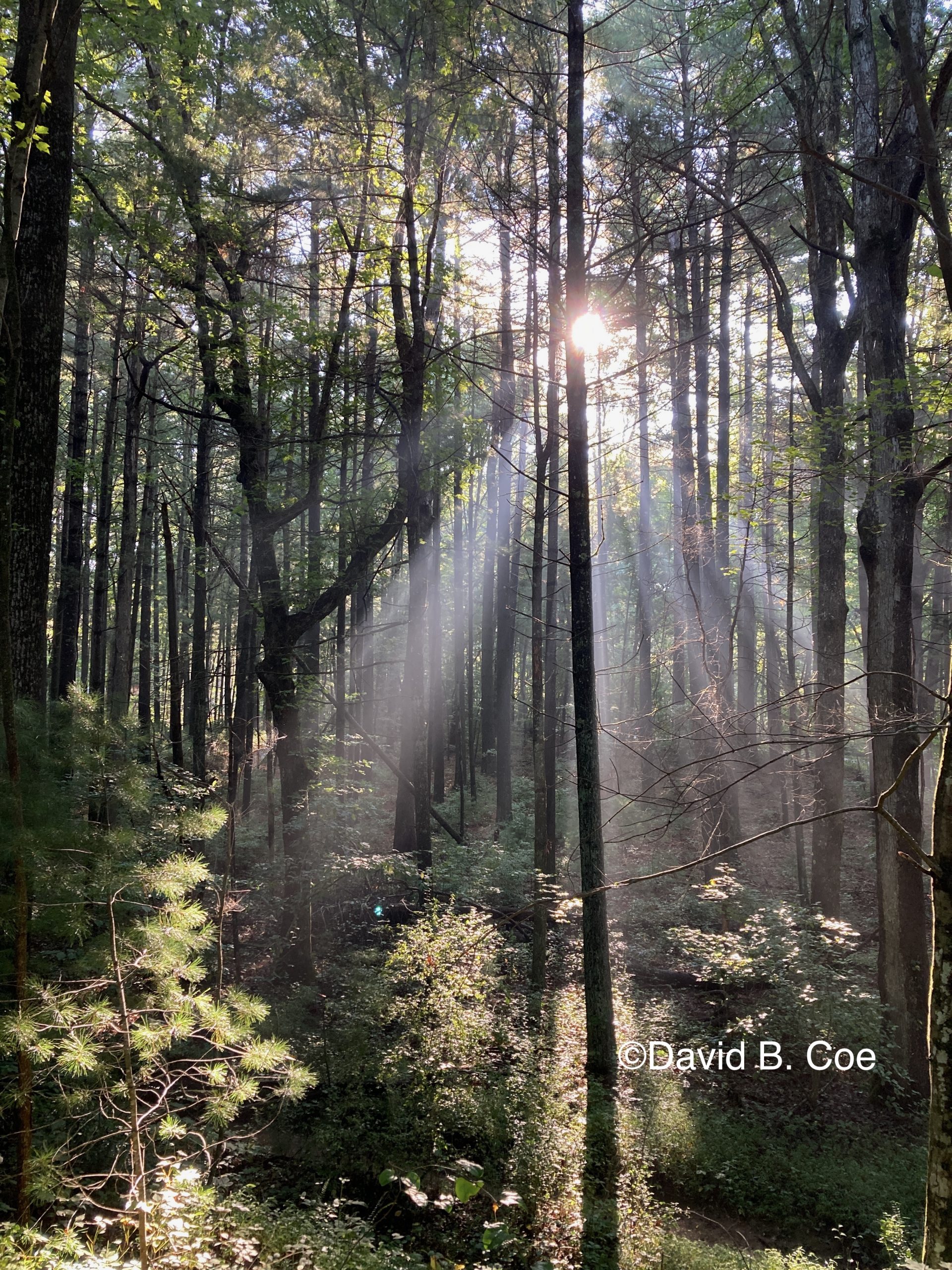 Morning Forest Mist, by David B. Coe