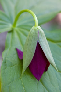 Southern Red Trillium, by David B. Coe