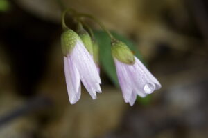 Spring Beauty, by David B. Coe