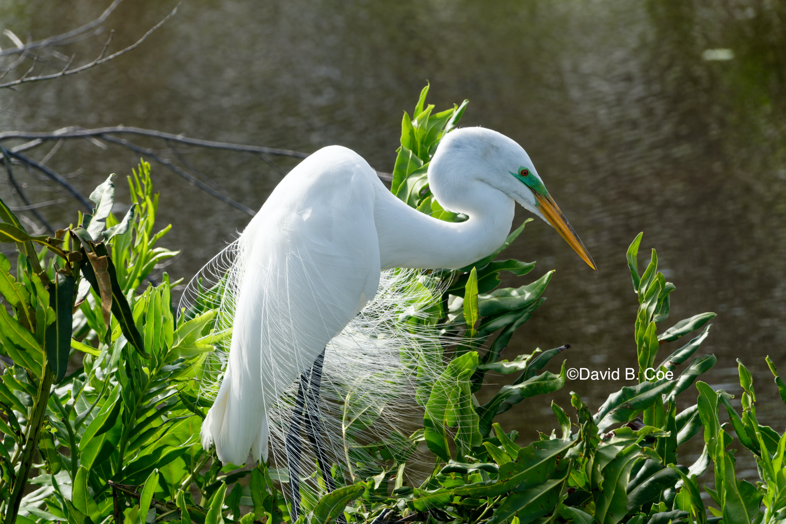 Great Egret, by David B. Coe