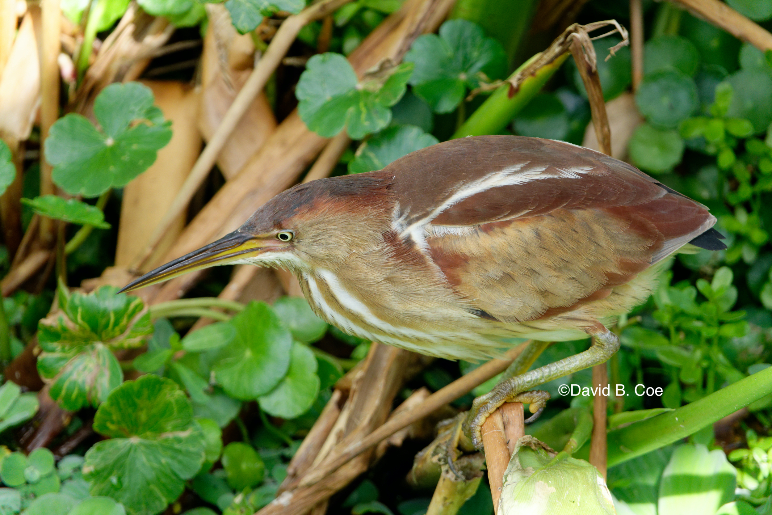 Least Bittern, by David B. Coe