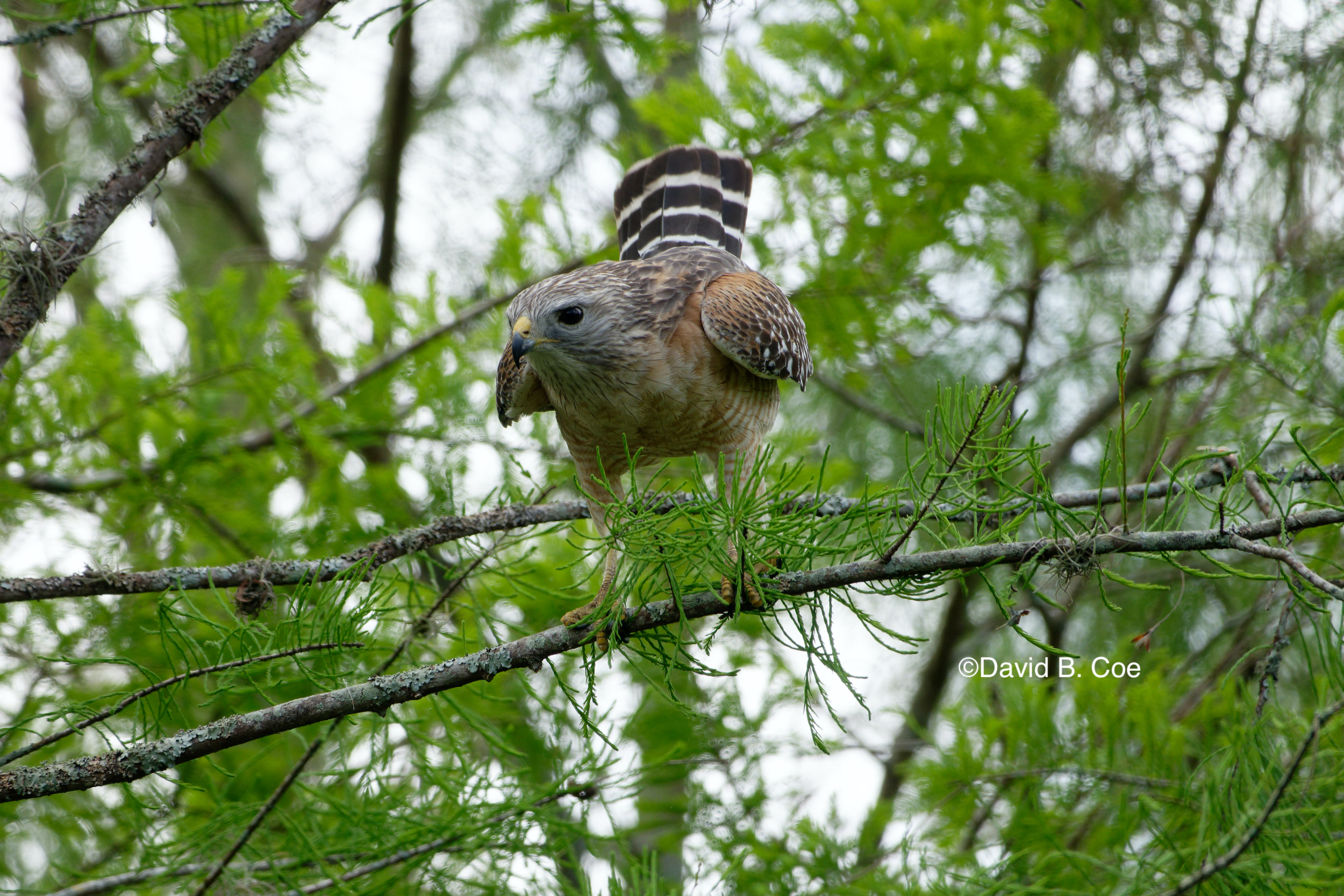 Red-shouldered Hawk, by David B. Coe