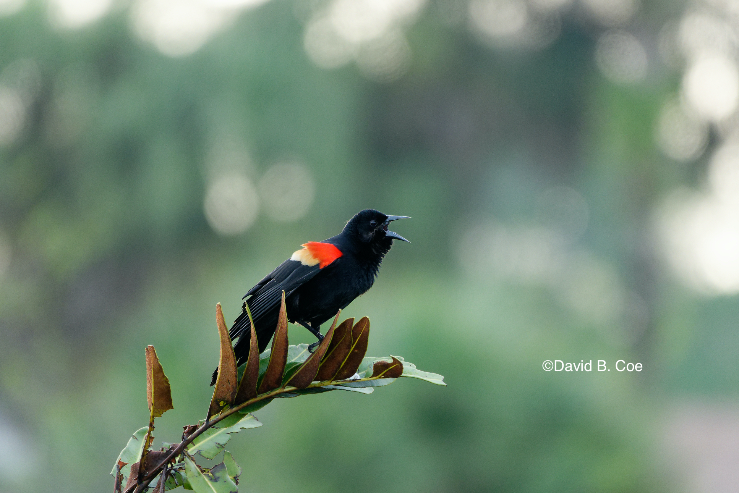Red-winged Blackbird, by David B. Coe