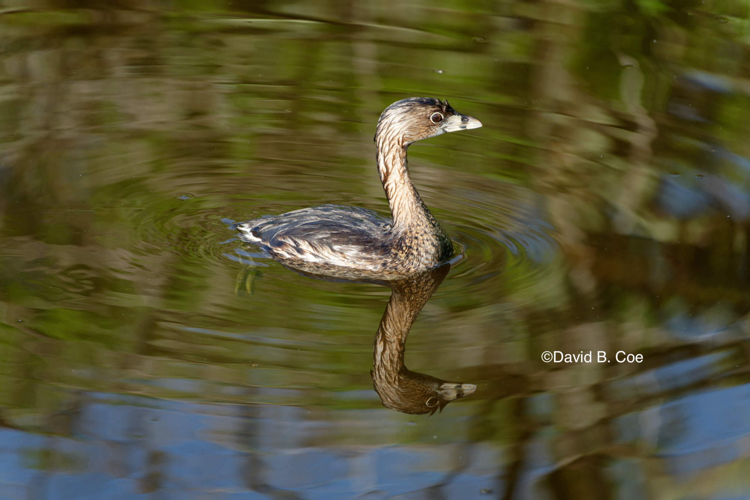 Pied-billed Grebe, by David B. Coe