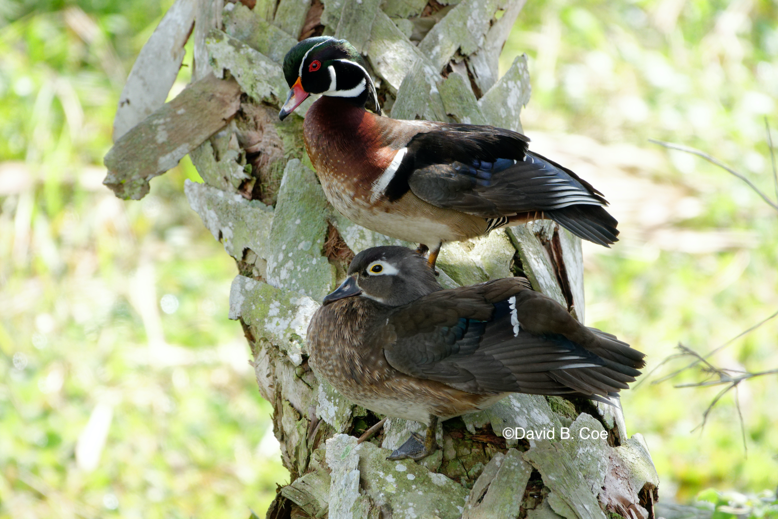 Wood Duck Pair, by David B. Coe