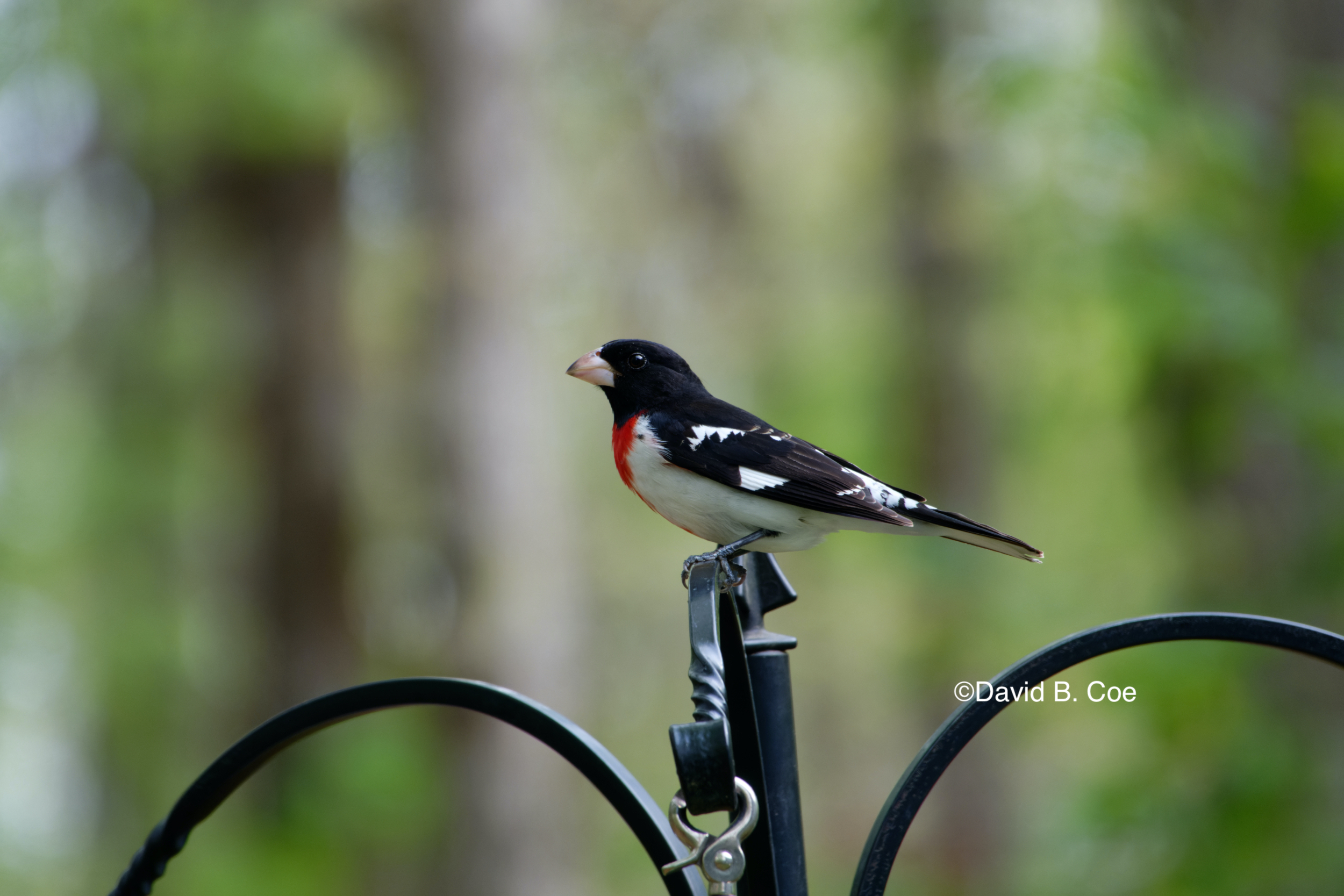 Rose-breasted Grosbeak, by David B. Coe