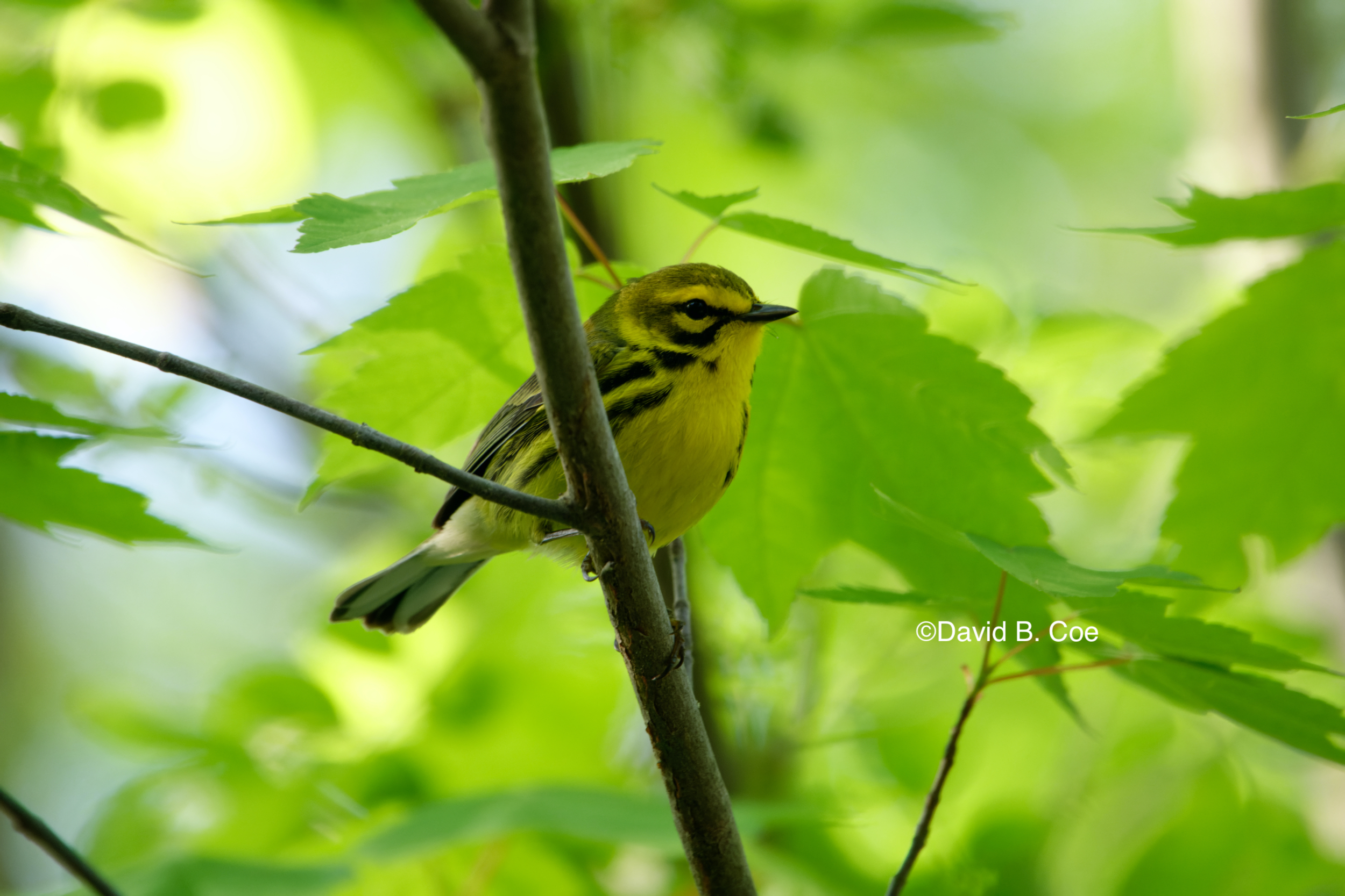 Prairie Warbler, by David B. Coe