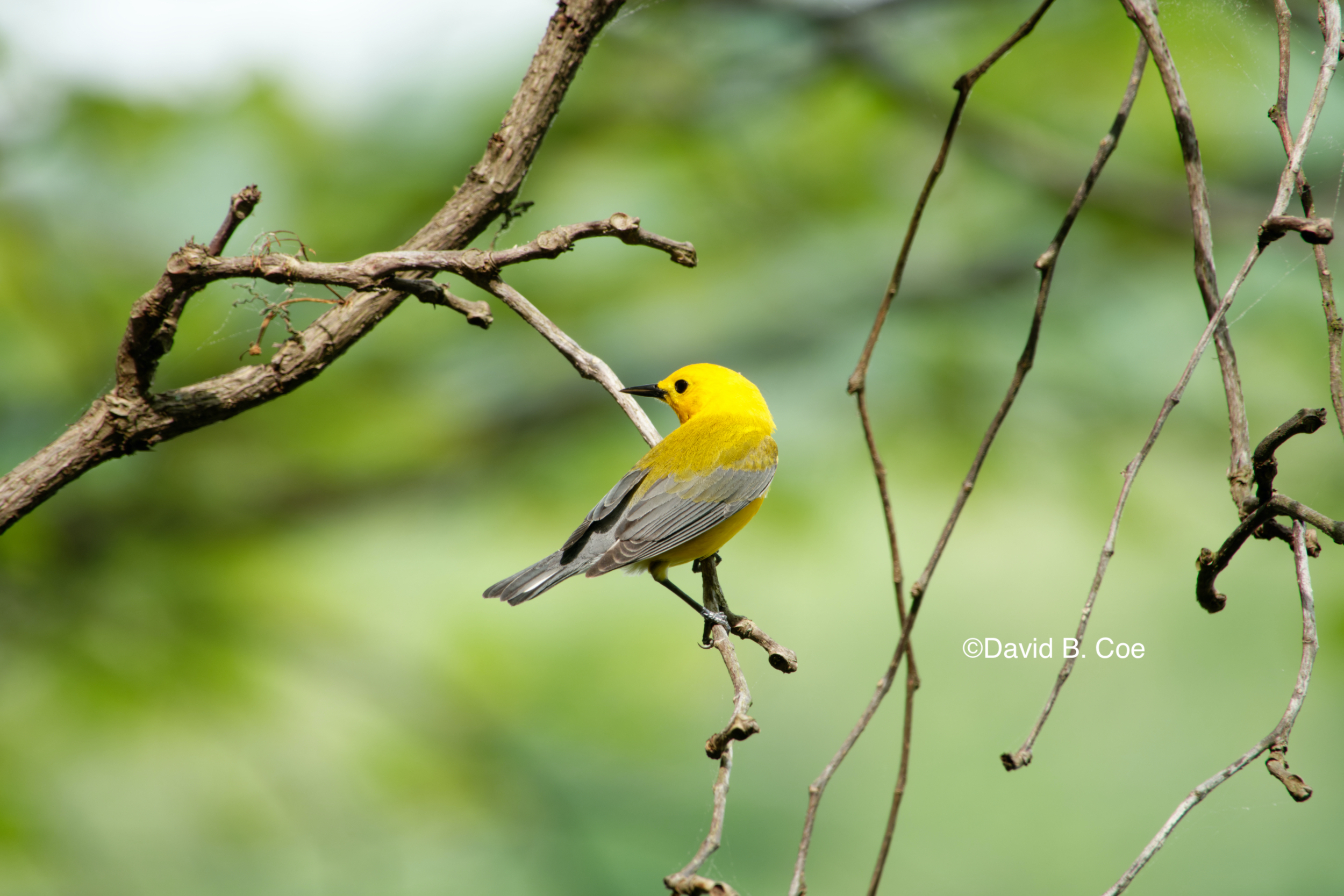 Prothonotary Warbler, by David B. Coe