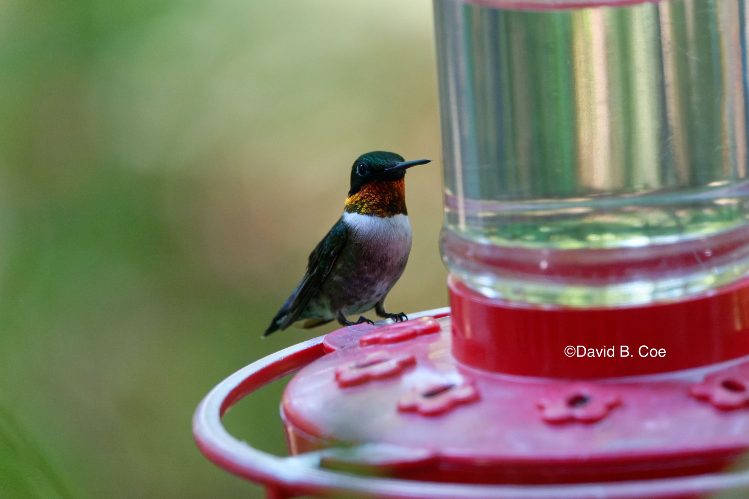 Ruby-throated Hummingbird, by David B. Coe