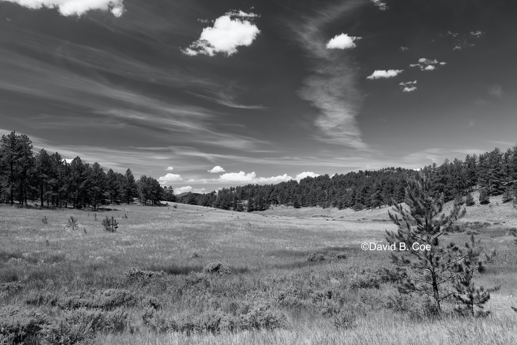 Florissant meadow, by David B. Coe